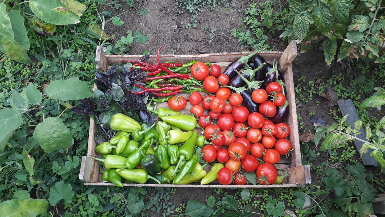 Grădina casei de la țară: ce merită cumpărat și ce poate aștepta
